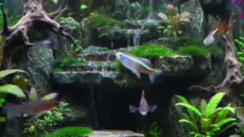 Aquascape Live: Nature’s Harmony in Glass