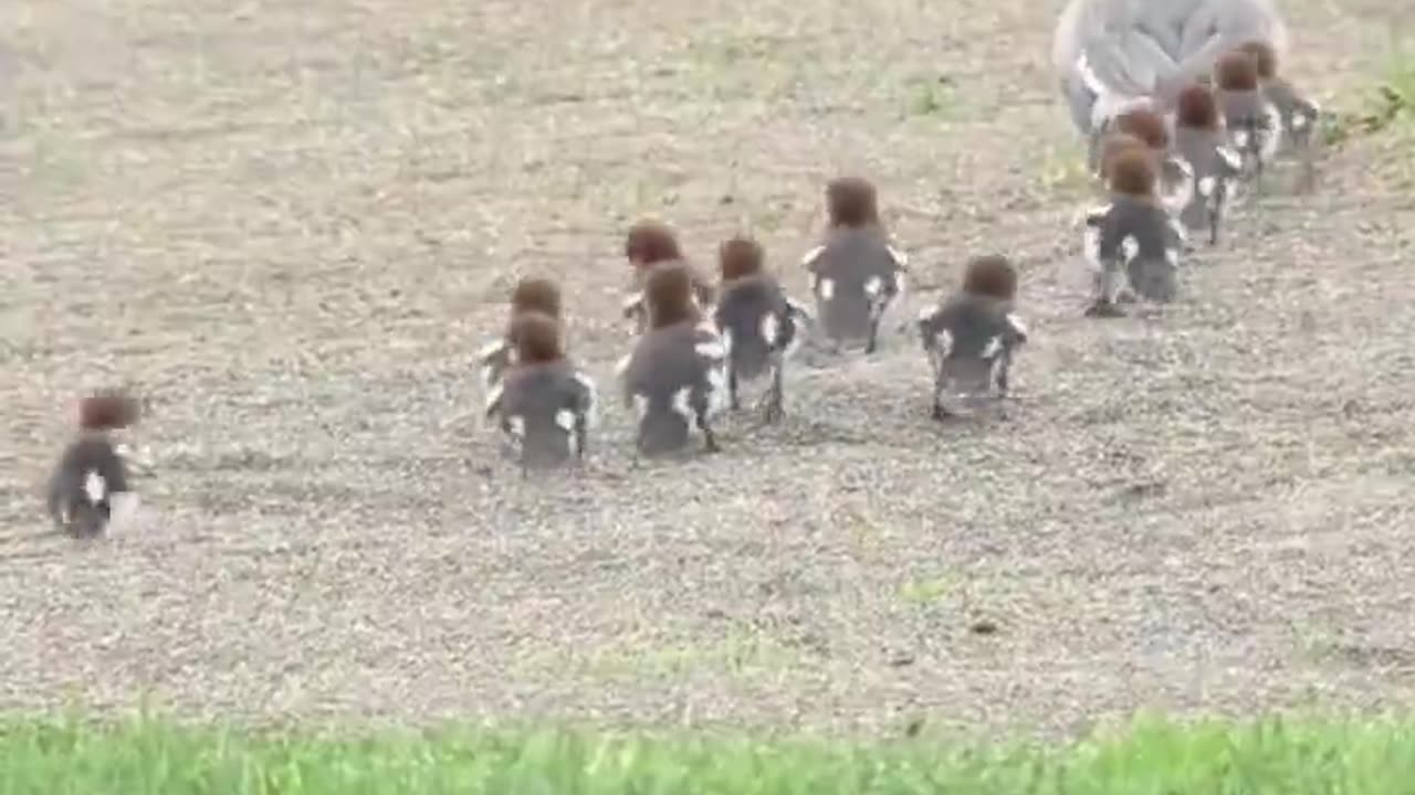 Have you never seen a duck like that? 😍
