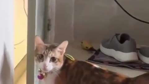 🐈😂 Overdramatic Cat's Hilarious Reaction Will Leave You in Stitches! | FunFM