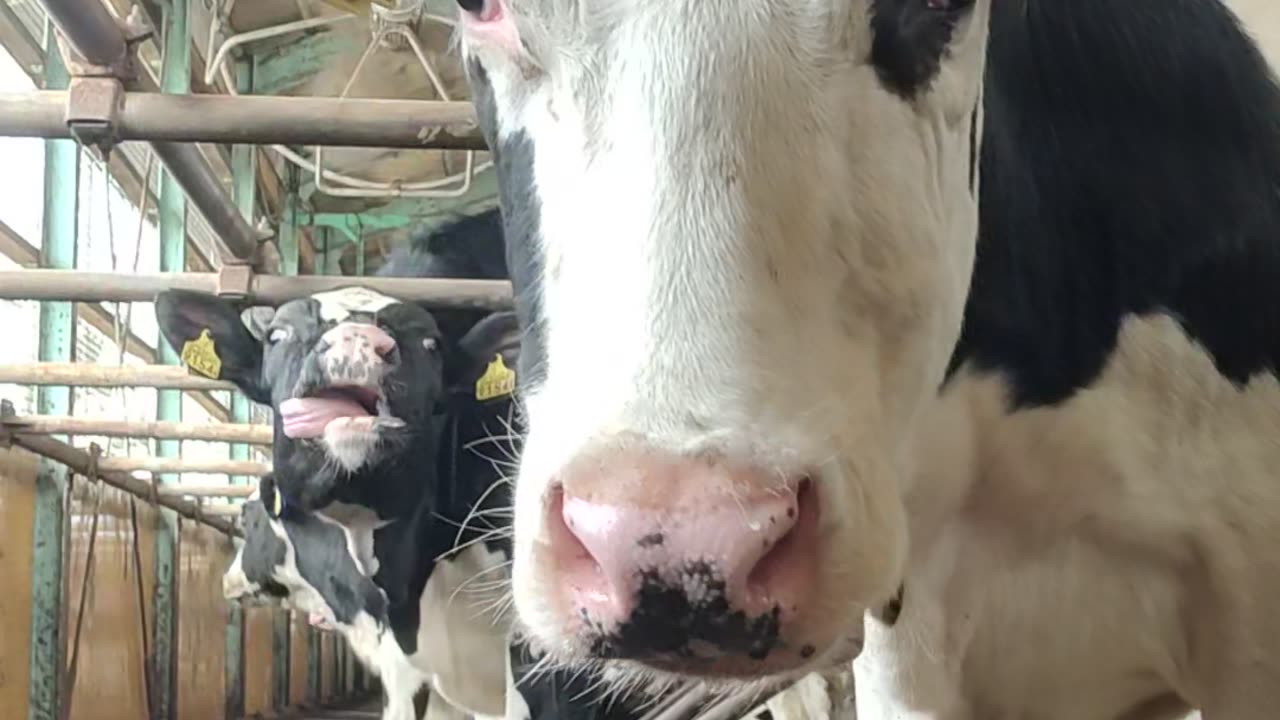 Dairy cows are so cute #Cow