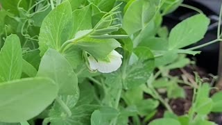Sugar Ann Snap Peas Growing in a 10 Gallon Grow Bag