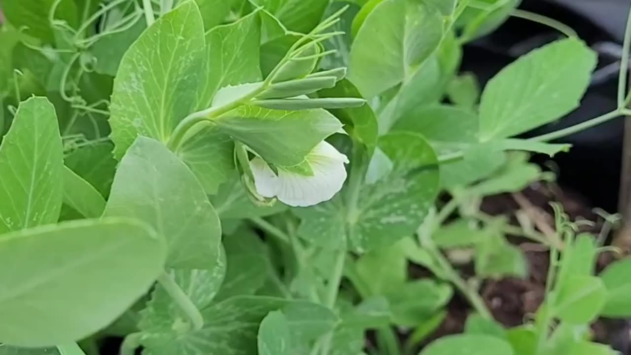 Sugar Ann Snap Peas Growing in a 10 Gallon Grow Bag