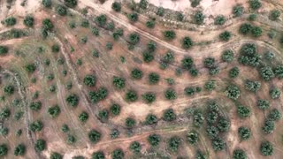 Tunisian company transforms olive waste into eco-friendly fuel