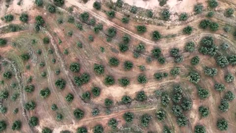 Tunisian company transforms olive waste into eco-friendly fuel