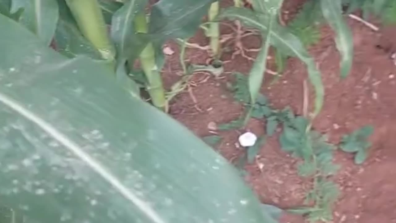 Israeli Farmer: Poison Dust From Chemtrails Destroying Our Crops