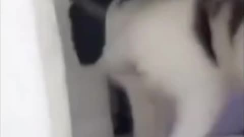Viral Funny Animal Cats and Dogs Fail 🤣🤣