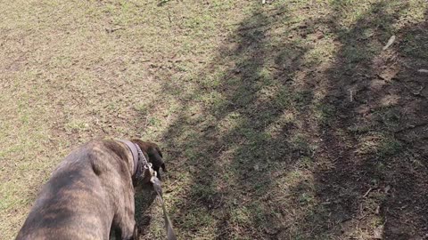 Protection Dog Training- "Looking Good, Acting Right