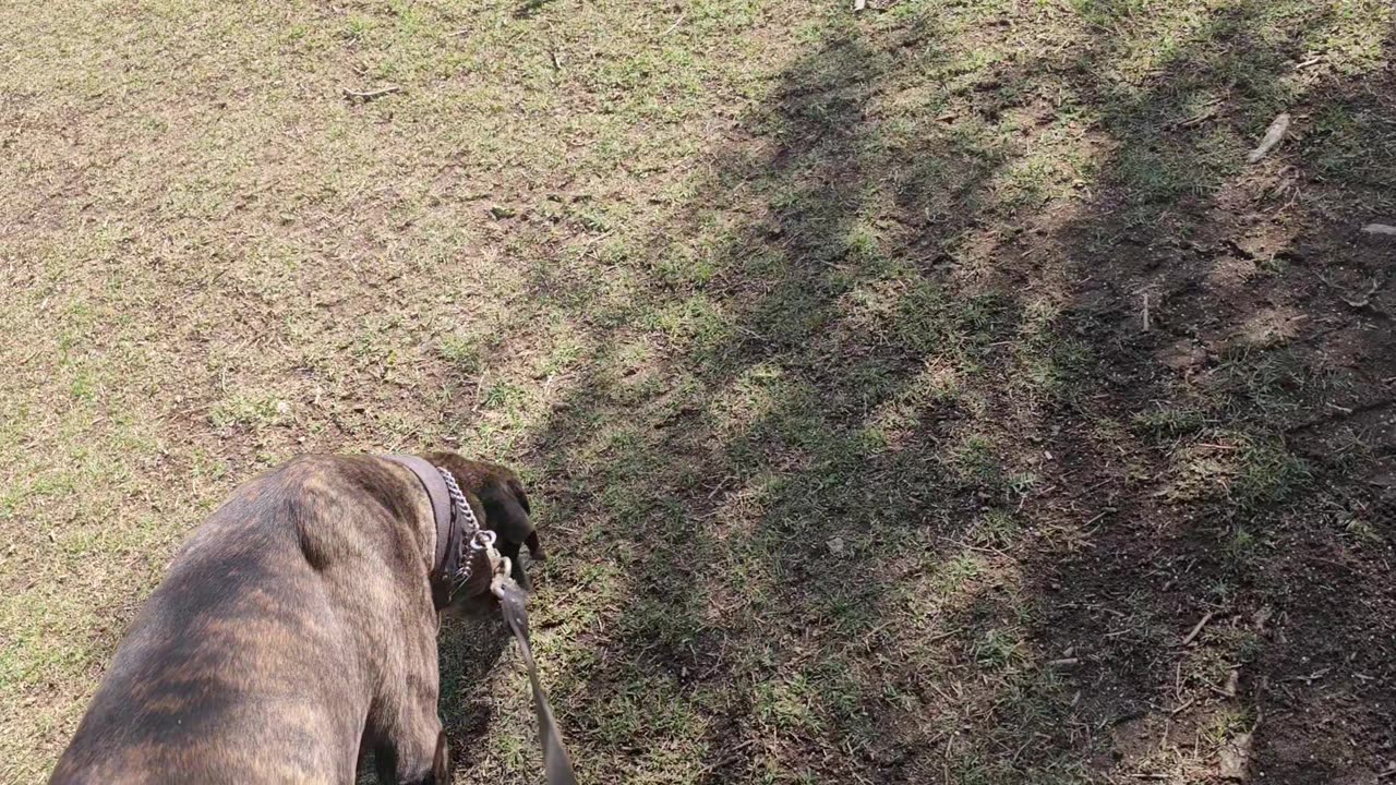 Protection Dog Training- "Looking Good, Acting Right