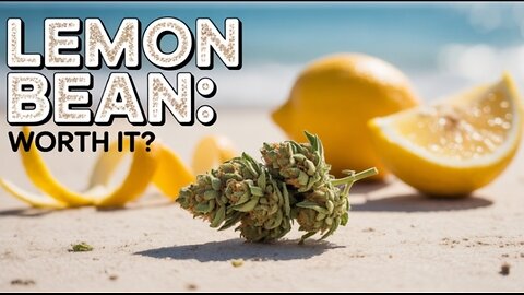 Lemon Bean 🔥🔥🔥🔥🍋 JK DISTRO