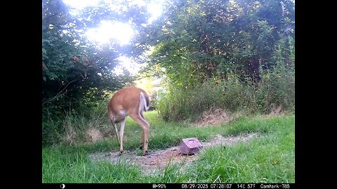 Deer Cam 08 29 2025 Deer Comes Close To House Game Cam Trail Cam