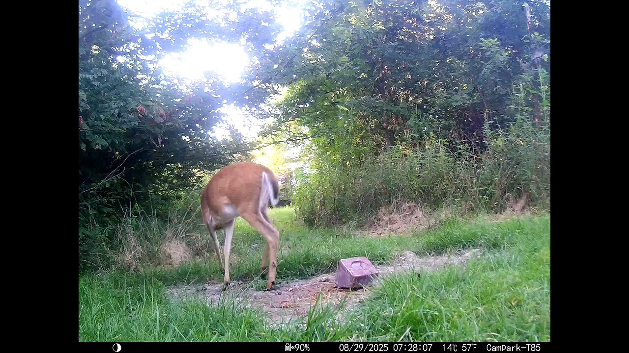 Deer Cam 08 29 2025 Deer Comes Close To House Game Cam Trail Cam