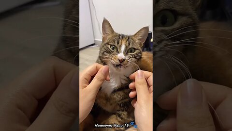 funny animals🐕🐈