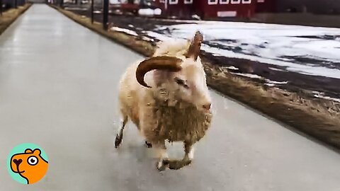 Rescued Sheep Will Do Anything For Attention | Cuddle Buddies