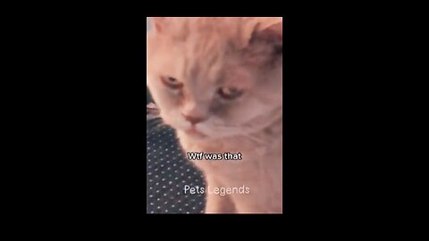 😂 Funniest Dogs & Cats Compilation 2025 🐶🐱 Try not to laugh