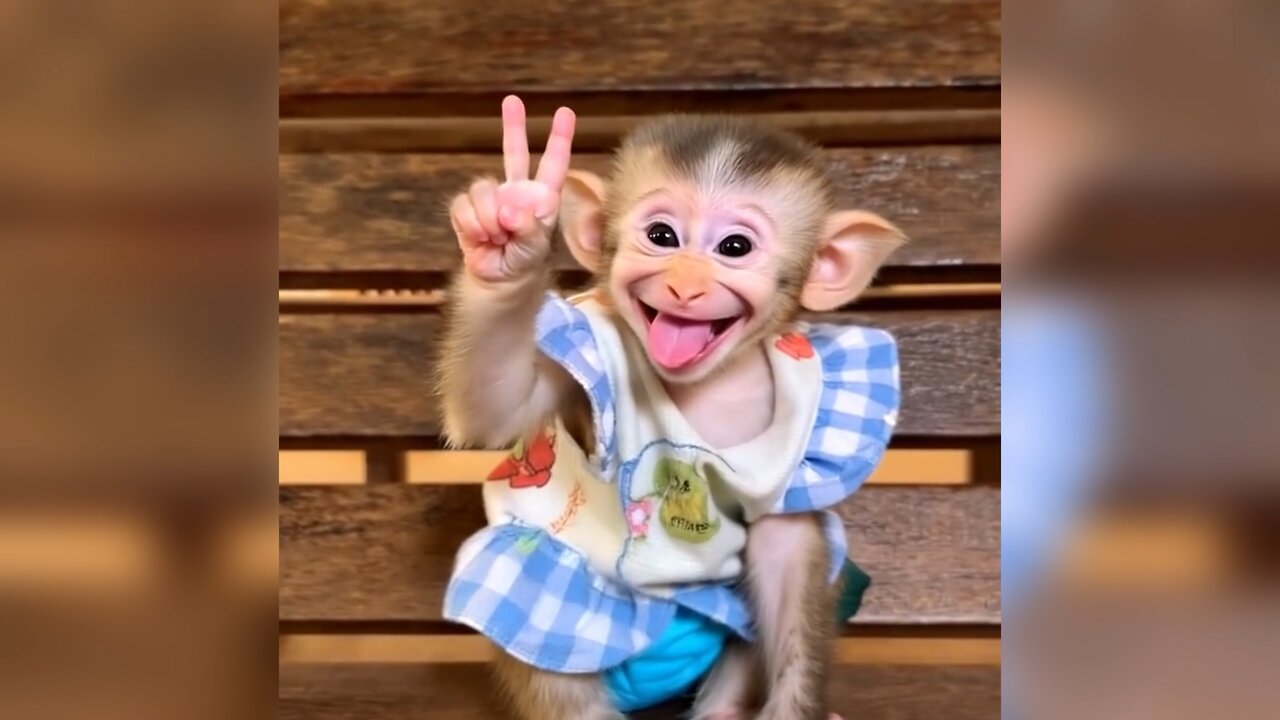 Cute monkey baby selfie mood