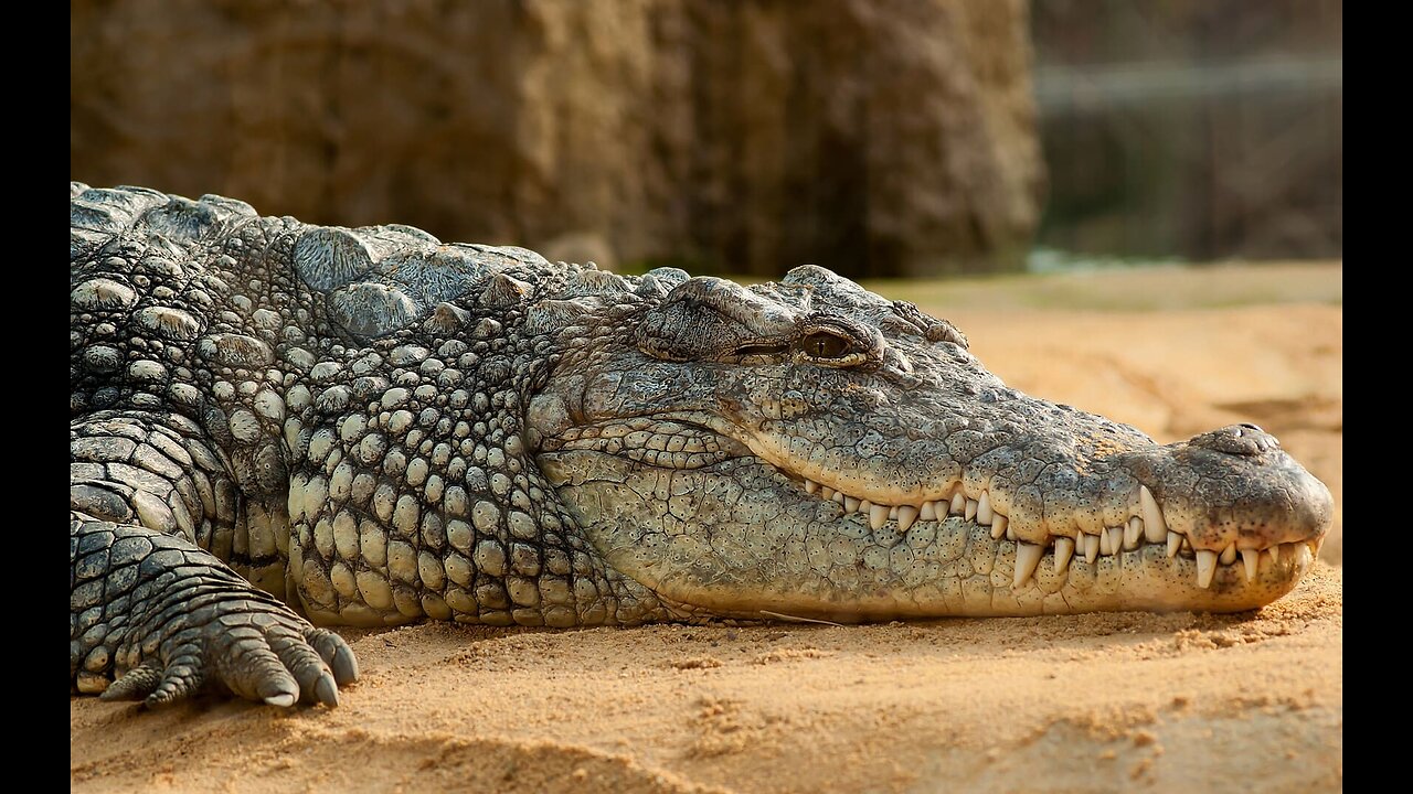 The most dangerous predator of the Amazon River!