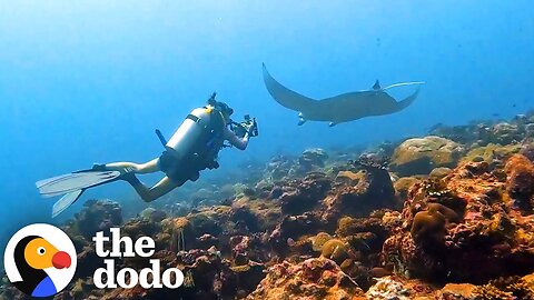 Did You Know You Can Adopt A Manta Ray? | The Dodo