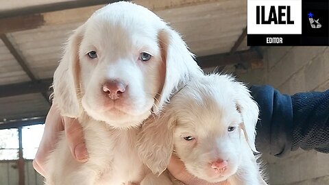 THE DESTRUCTIVE POWER OF THESE #pups IS LIKE THAT OF A WAR TANK! UNCONTROLLABLE...