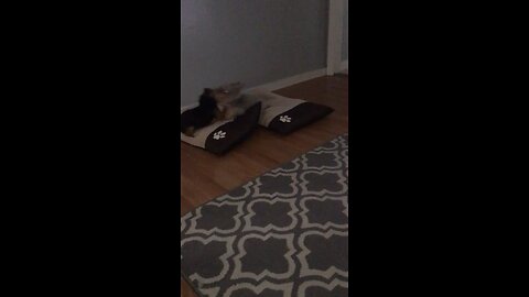 Bella getting the zomies