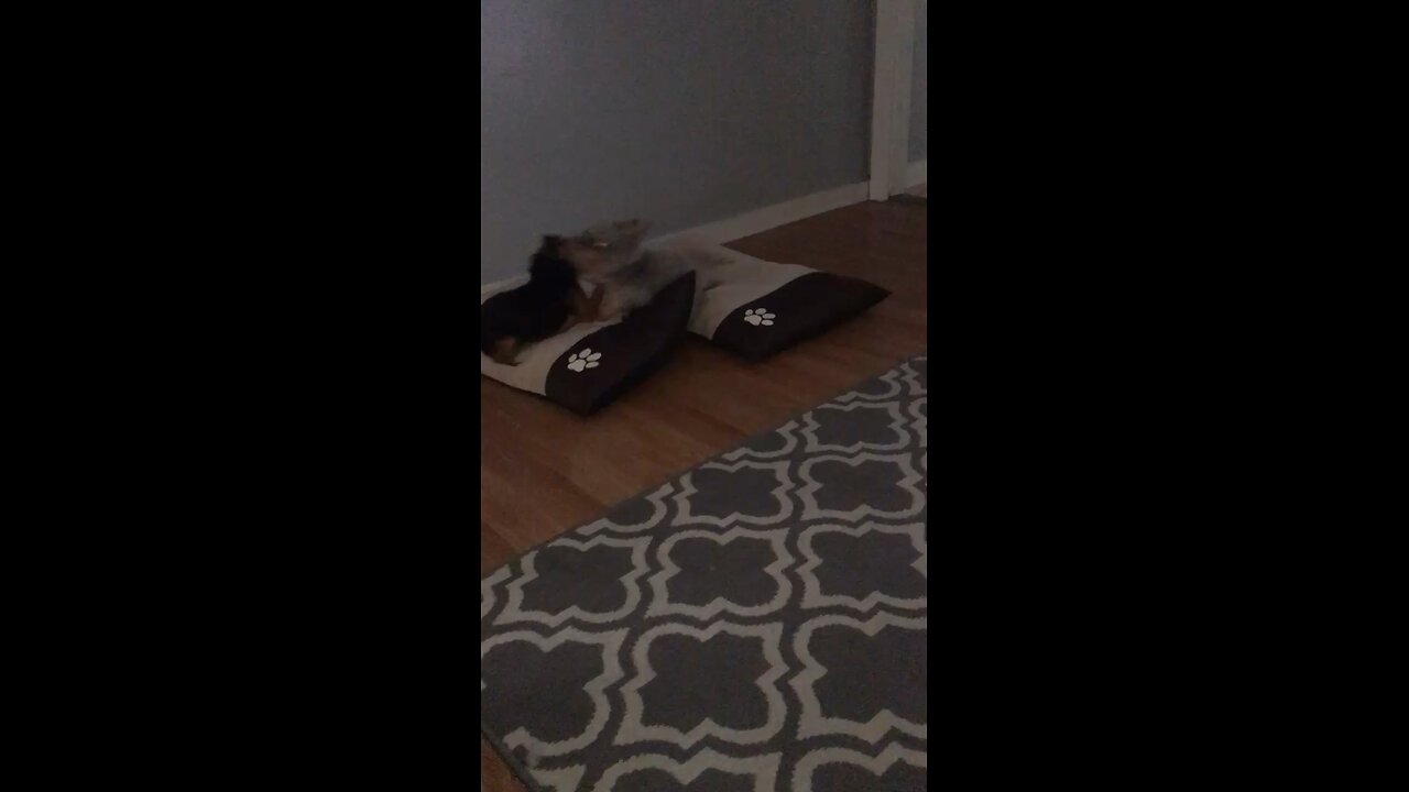 Bella getting the zomies