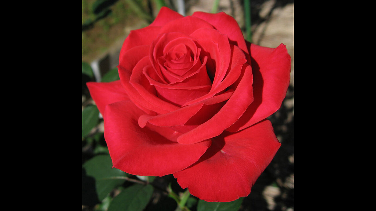 Българска Роза | Bulgarian Rose