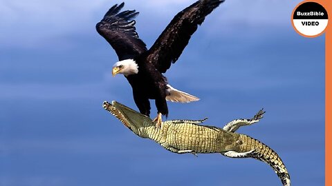QUAND L'AIGLE A FAIM, RIEN NE PEUT L'ARRÊTER !