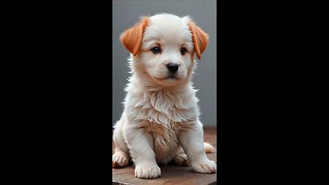 Cute little puppy singing APT