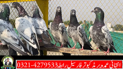 Dub Walay And Taddy Breed Pigeons For Sale Watch In HD Urdu/Hindi