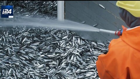Israeli tech firm seeks to solve overfishing by growing fresh fish