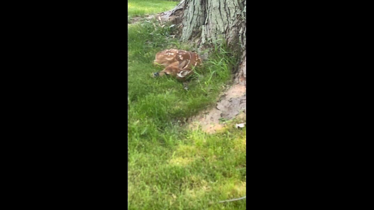 Twin fawns
