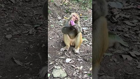 Clean monkey monkey again