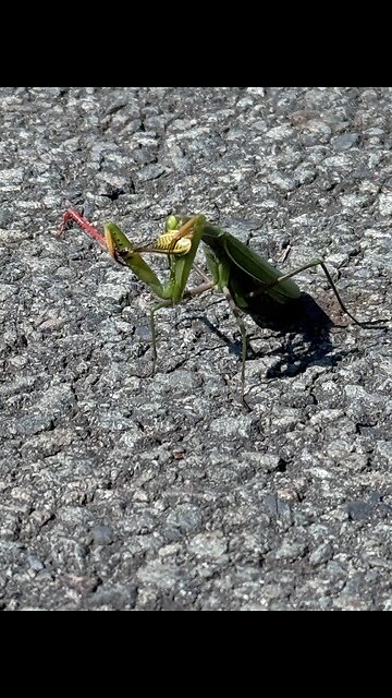 Praying Mantis eating lunch