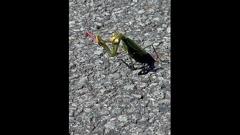 Praying Mantis eating lunch
