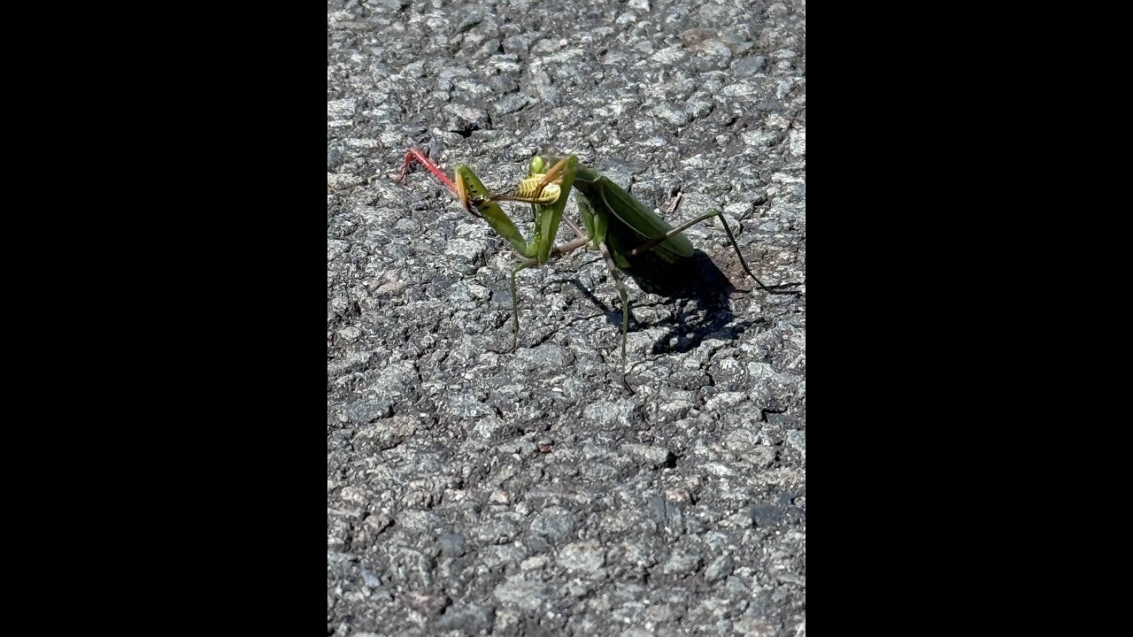 Praying Mantis eating lunch