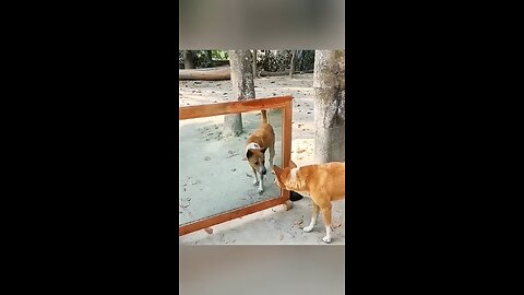 Bro doesn't know himself 😂 #dog #dogmirror #animals #shorts #shortvideo #fyp