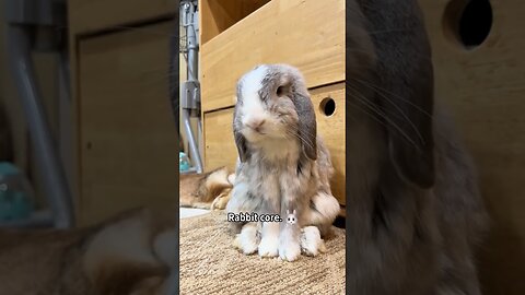 funny animals