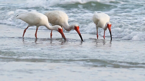 Ibis Feeding on the Shoreline