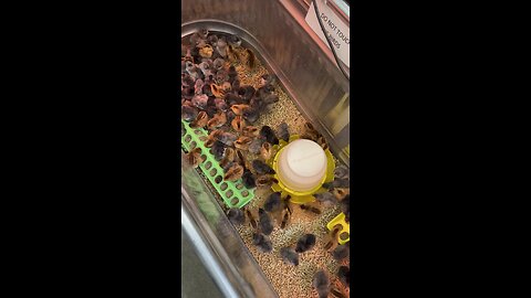 BABIES!
