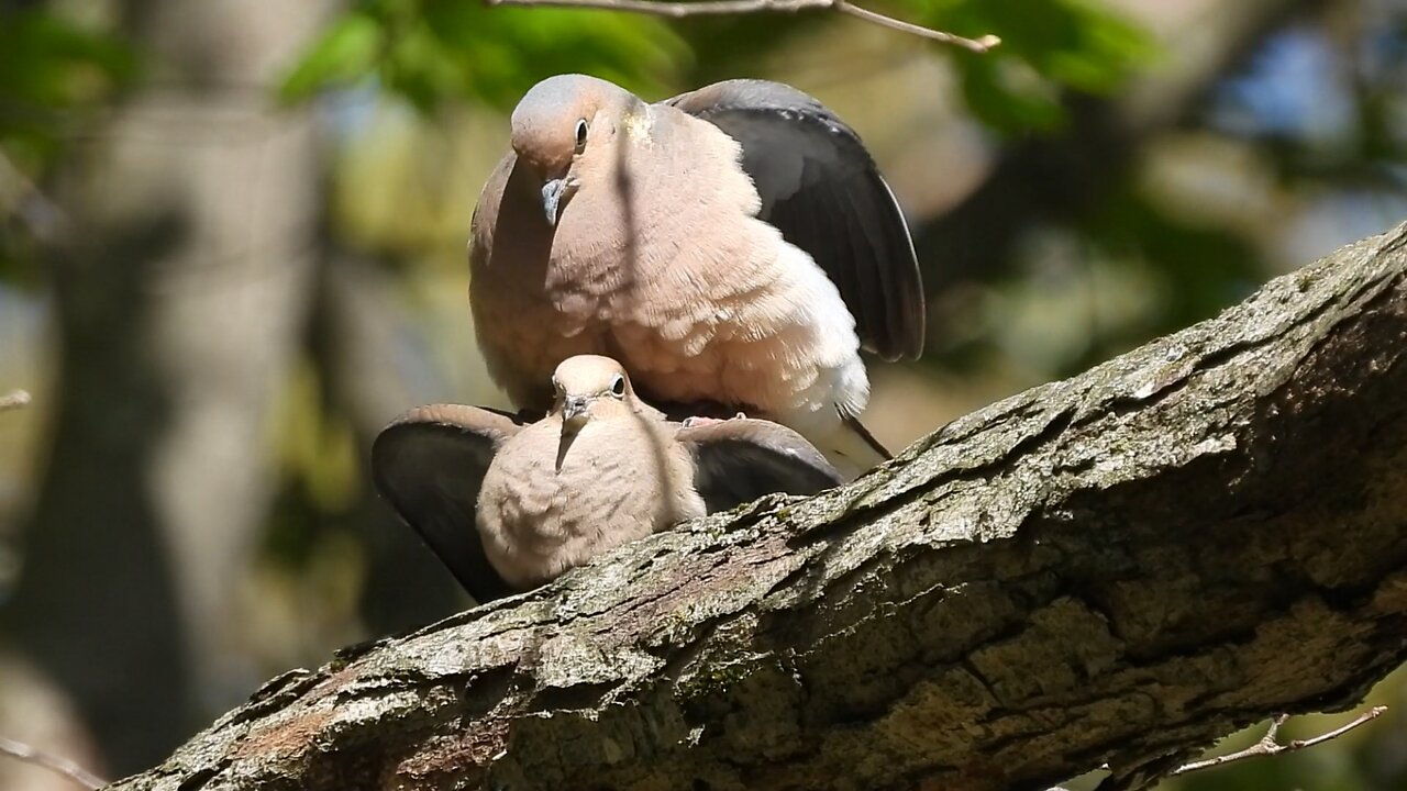 Mourning Dove Love | Bonding Ritual of Mourning Doves #mourningdove