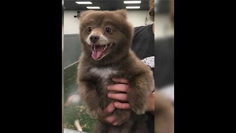 What is the bear doing?