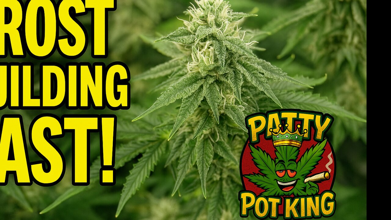 💨 “Mid-Flower Explosion! 5 Weeks In & Frost Building Fast”