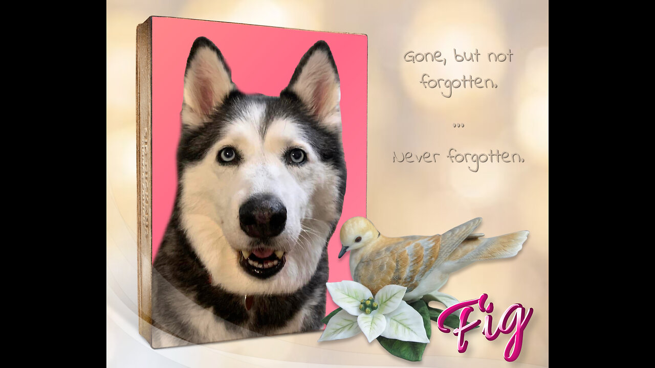 My Husky, My Best Friend - Father's Day 2025