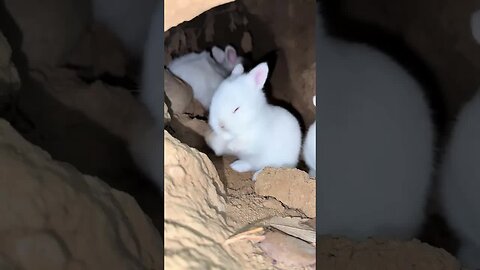 Little rabbit washes his face in the hole Cute pet rabbit Pastoral cute pet