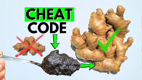 5 Deadly Mistakes That Kill Your Ginger Plant #3 Will Surprise You!