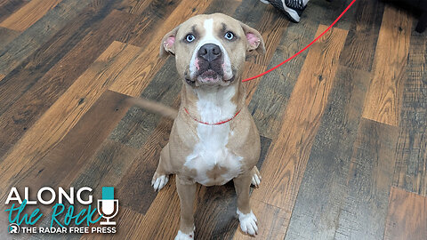 This Week’s Top Dog: Duke from Lee County Animal Control