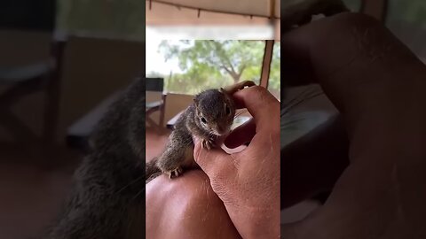 The squirrel tried to break into a mans house and thats what came out of it