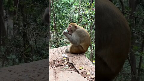 A few meanings of the mysophobic monkey: the monkey used to eat it