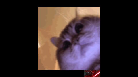Demons Calling | Funny Meow 🐈