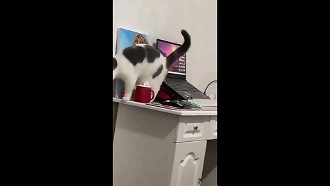 cats order