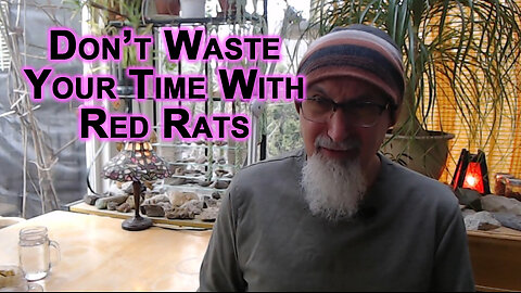 Why Do People Still Give Piers Morgan the Time of Day: Don’t Waste Your Time With Red Rats